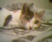 thumbnail of your picture #1