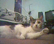 thumbnail of your picture #5