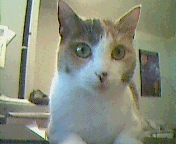 thumbnail of your picture #7