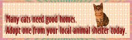 adopt shelter cat