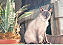 Ming-A-Ling, our Siamese cat