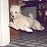 Nugget, our poodle