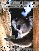 /user/koala1.jpg