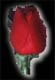 piano rose