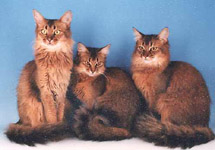 Breed Showcase The Somali