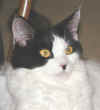 Dottie