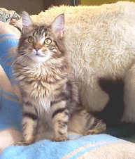 Gimme as a kitten