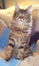 Gimme as a kitten
