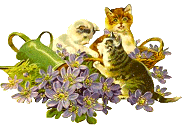 catsplay.gif (14260 bytes)
