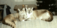 mispre.gif (19688 bytes)
