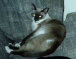 pre3.gif (14737 bytes)