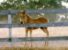 filly.jpg (3248 bytes)