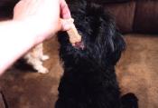 Shih Tzu image