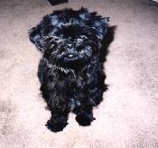 Shih Tzu image