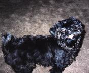 Shih Tzu image