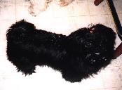 Shih Tzu image