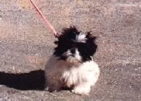 Shih Tzu image