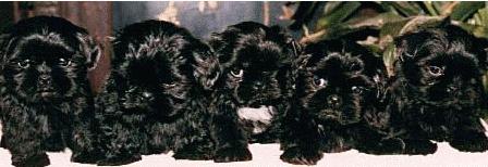  Shihtzu pups