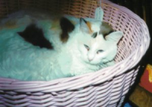 Baby the cat