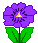 purple flower tulip
