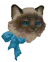 Ribbon Kitten