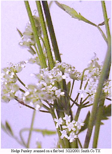 hedge parsley