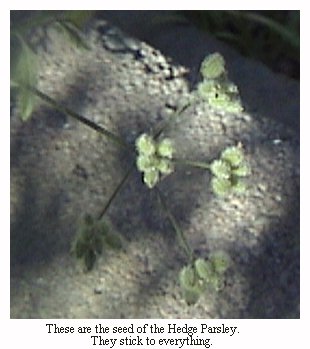 hedge parsley