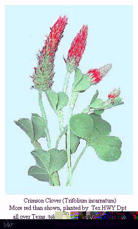 [Crimson Clover]