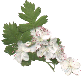 [ Texas Redhaw]