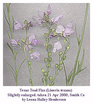 [Flax]