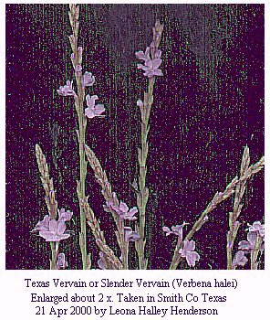 [Texas vervain]