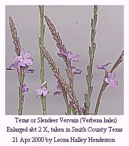 [Texas vervain]