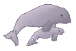 manatee
