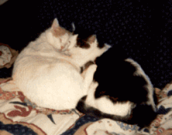 Maynard & Chelsea