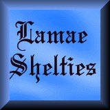Lamae shelties