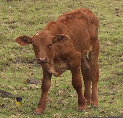 A very nice MooCow!