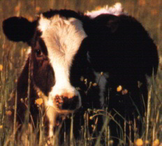 MOO COW!