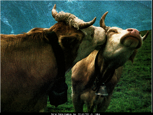 KISSING COWS!!