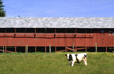 COW!!