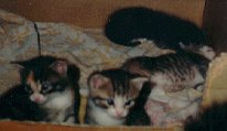 babies-3weeks