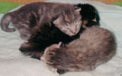 babies
