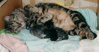sylva & babies