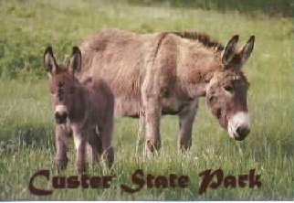 donkeys