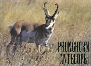 pronghorn antelope