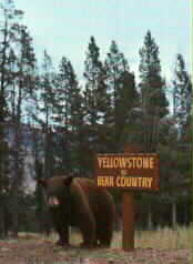 Yellowstone bear