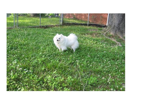 Fluffer2.JPG (168000 bytes)