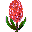 HYACINTH2.GIF (483 bytes)