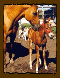 Poco 13 days-learnin' the halter