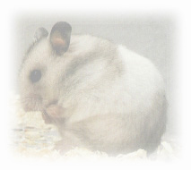 Guldhamster