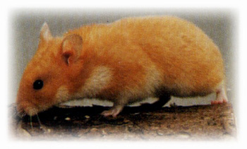 Guldhamster